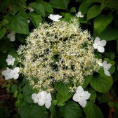 Hydrangea anomala 'Petiolaris' - Klimhortensia - 40-60 cm in pot: Wintergroene klimplant met crèmewitte bloemschermen.