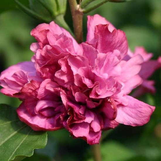 Hibiscus Syriacus 'Duc De Brabant' - Altheastruik 40-60 cm pot