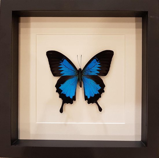 Opgezette blauwe en zwarte Papilio Ulysses vlinder in een witte passe-partout en zwarte lijst.