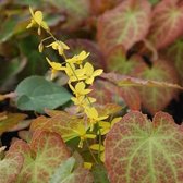 6 x Epimedium Perralch. 'Frohnleiten' - Elfenbloem Pot 9x9 cm - Geelbloeiende Vaste Plant