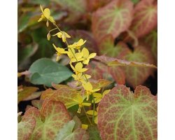 6 x Epimedium Perralch. 'Frohnleiten' - Elfenbloem pot 9x9cm