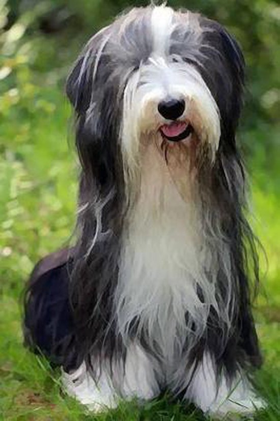 Bol Com Bearded Collie Artified Pets 9781539589822 Boeken