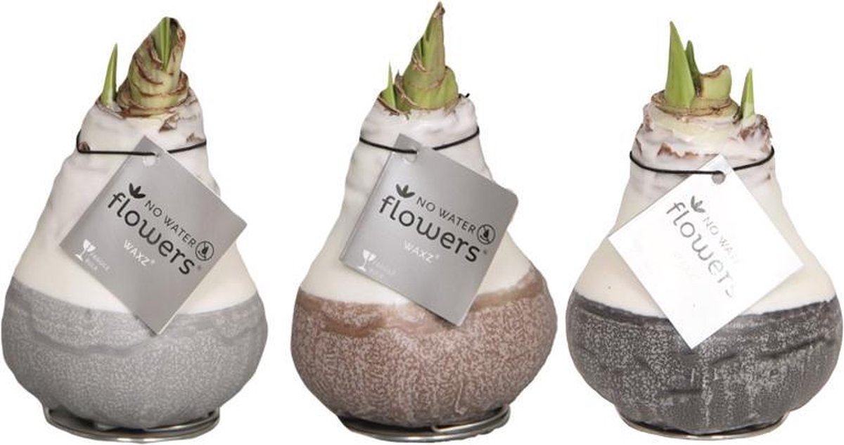 Wax Amaryllis Collectie Dipz | 3 stuks | Prachtige Wax Amaryllis voor in huis |
