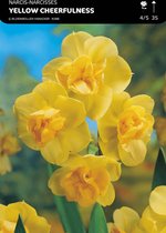 50 x Narcis Yellow Cheerfulness