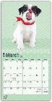 Jumping Jack Russells 2016 Calendar