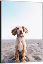 Dibond –Puppy op het Strand– 60x90cm Foto op Dibond;Aluminium (Wanddecoratie van metaal)