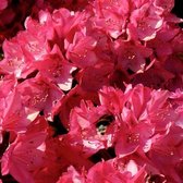 Rhododendron 'Nova Zembla' - Rhododendron 40-50 cm pot