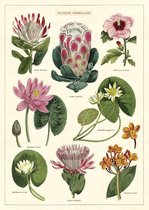 Poster Tropical Flowers - Cavallini & Co - Vintage Schoolplaat