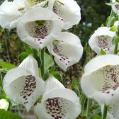 6 x Digitalis Purpurea 'Alba' - Vingerhoedskruid pot 9x9cm - Witte bloemen, bekend om medicinale eigenschappen