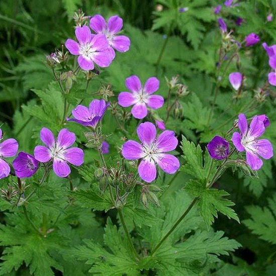 6 x Geranium Sylvaticum - Bosooievaarsbek Pot 9x9 cm - Wilde Paarse Bloemen