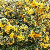 Berberis Darwinii - Zuurbes - 30-35 cm pot: Wintergroene struik met gele bloemen