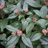 3x Viburnum davidii - Sneeuwbal