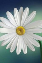 Daisy Journal