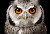 Uil poster - Owl - vogel - 61 x 91.5 cm