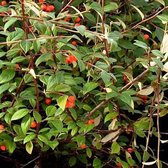 Cotoneaster Franchetii - Dwergmispel - 60-80 cm in pot: Struik met grijs-groene bladeren en oranje-rode bessen in de herfst.