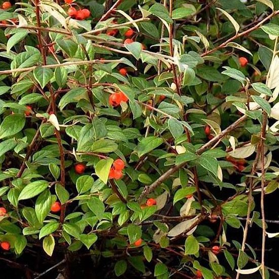 COTONEASTER FRANCHETII - Dwergmispel 60-80 cm in pot