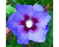 Hibiscus Syriacus 'Oiseau Bleu' - Altheastruik 40-60 cm pot