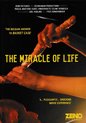 Miracle Of Life