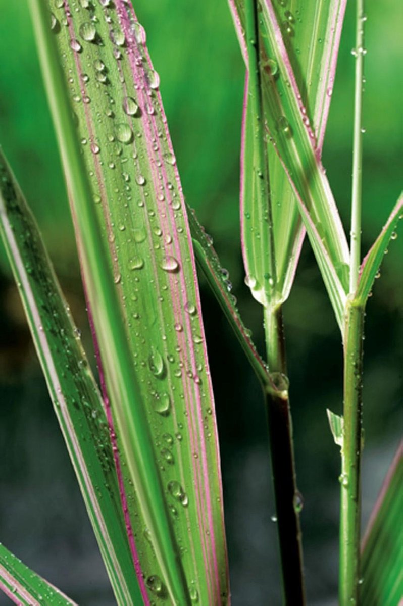Phalaris arundinacea Picta P9