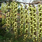 Stachyurus Chinensis 'Celina' - Staartaar 40-50 cm pot