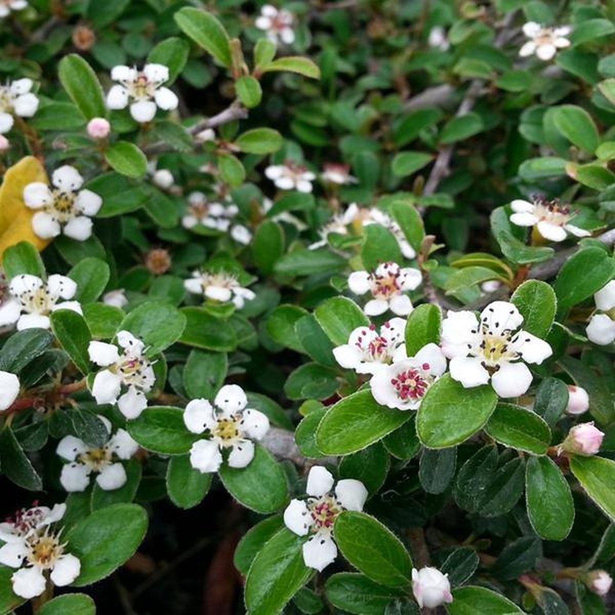 Cotoneaster Radicans ‘Eichholz’- Dwergmispel 20-30 cm in pot | bol.com