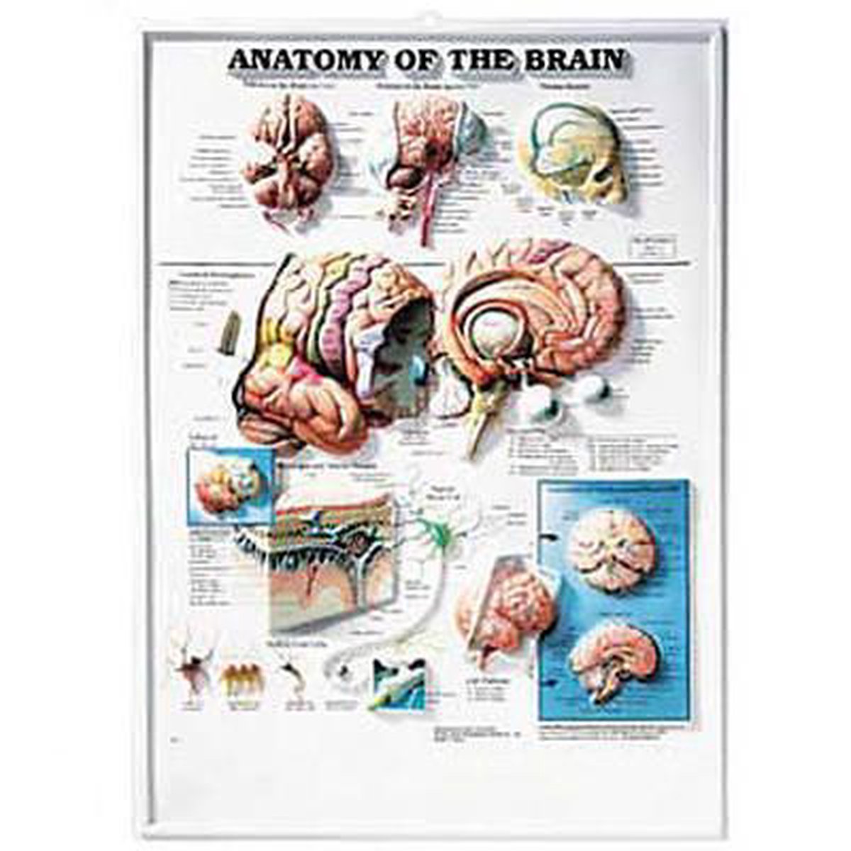 bol.com | Anatomy Of The Brain, 9921rr | 9781587790928 | Boeken
