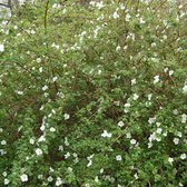 Rubus 'Benenden' - Sierbraam;Braam 30-40 cm pot