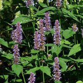 6 x Agastache 'Blue Fortune' - Agastache 'Blue Fortune' godet 9cm x 9cm