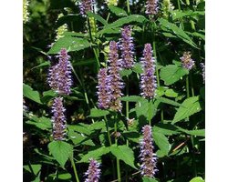6 x Agastache 'Blue Fortune' - Anijsplant Pot 9x9 cm - Blauwbloeiende Bijenplant