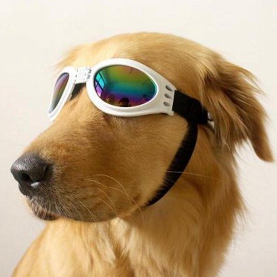 N.T.S. Zonnebril voor honden - WIT - 100 % UV Zonnebril - Zon, Herfst bos,  strand en... | bol.com