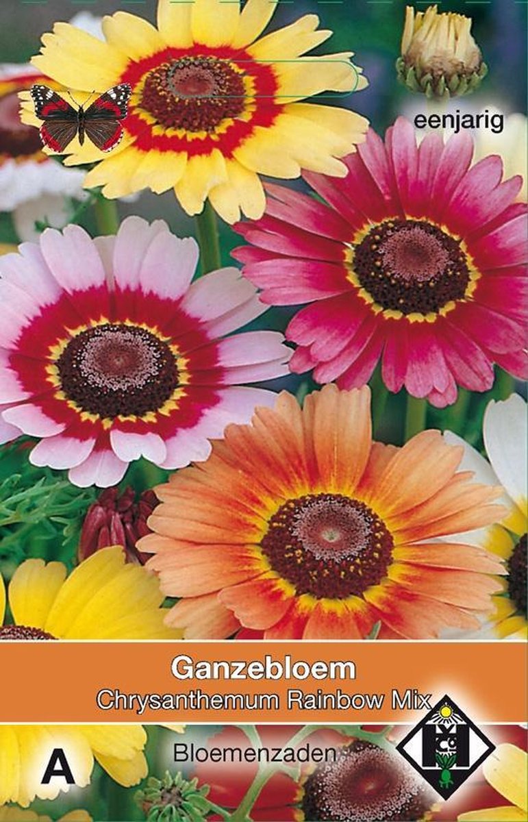 2 stuks Van Hemert & Co Chrysanthemum carinatum Rainbow Mix