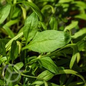Spinazie zaden biologisch (Spinacia oleracea) 1 g