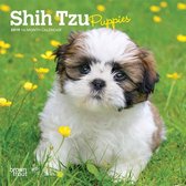 Shih Tzu Puppies - Shih Tzu Welpen 2019 - 18-Monatskalender