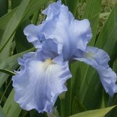 6 x Iris (G) 'Babbeling Brook' - Baardiris - Pot 9x9cm - Rijke paarse bloemen, zonminnend
