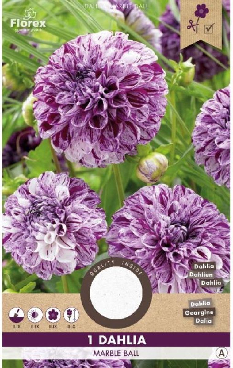 Florex Dahlia Pompon Marble Ball Paars