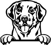 Sticker - Glurende Hond - Labrador - Zwart - 25x20cm - Peeking Dog