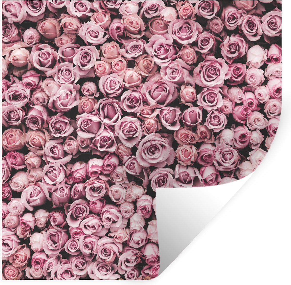 Muurstickers - Sticker Folie - Bloemen - Rozen - Natuur - Roze - Botanisch - 100x100 cm -