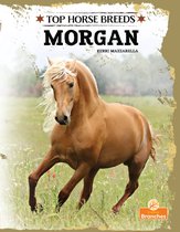 Top Horse Breeds - Morgan