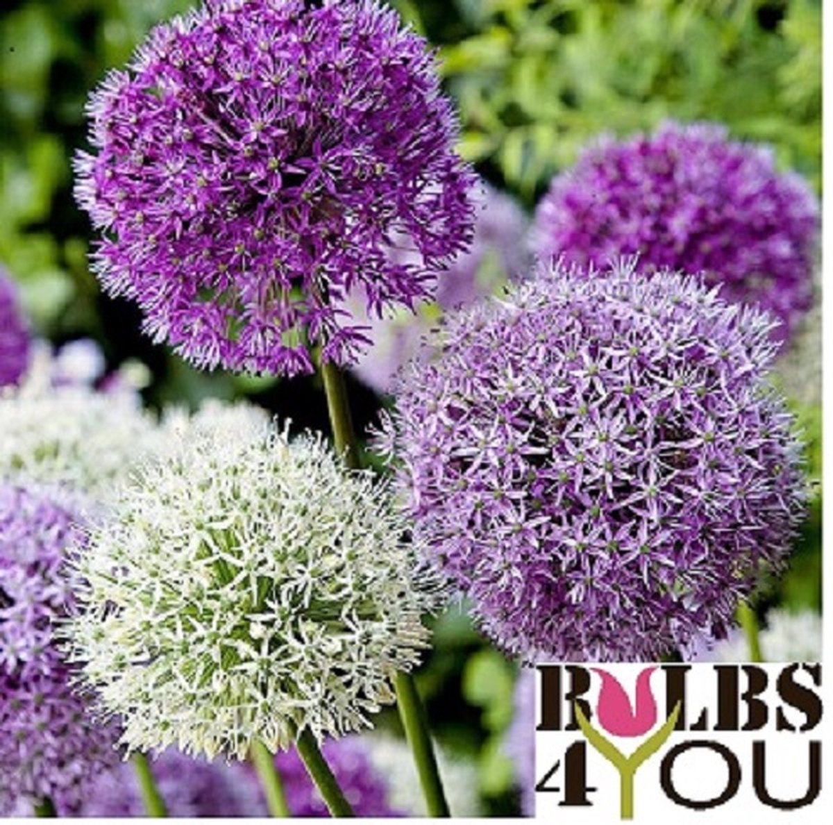 Bulbs4you - Super Deal - Allium mix 12/+ - 50 stuks - sieruien