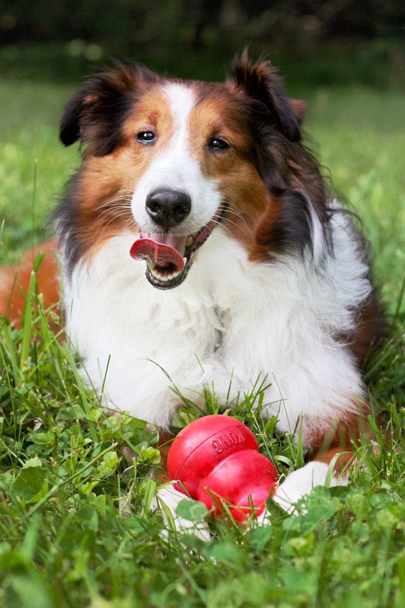 KONG Classic - Snackbal Honden Speelgoed - 8.9 cm thumbnail 4