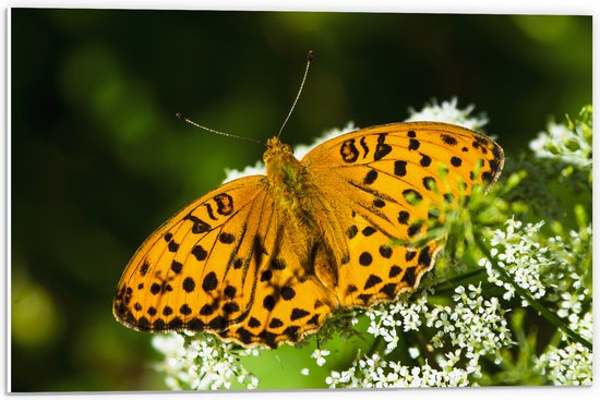 PVC Schuimplaat - Tsarenmantel vlinder zit op witte kleine bloemen - 60x40 cm Foto op PVC Schuimplaat (Met Ophangsysteem)
