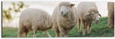 Dibond - Schapen lopen door weiland en eten gras - 60x20 cm Foto op Aluminium (Wanddecoratie van metaal)