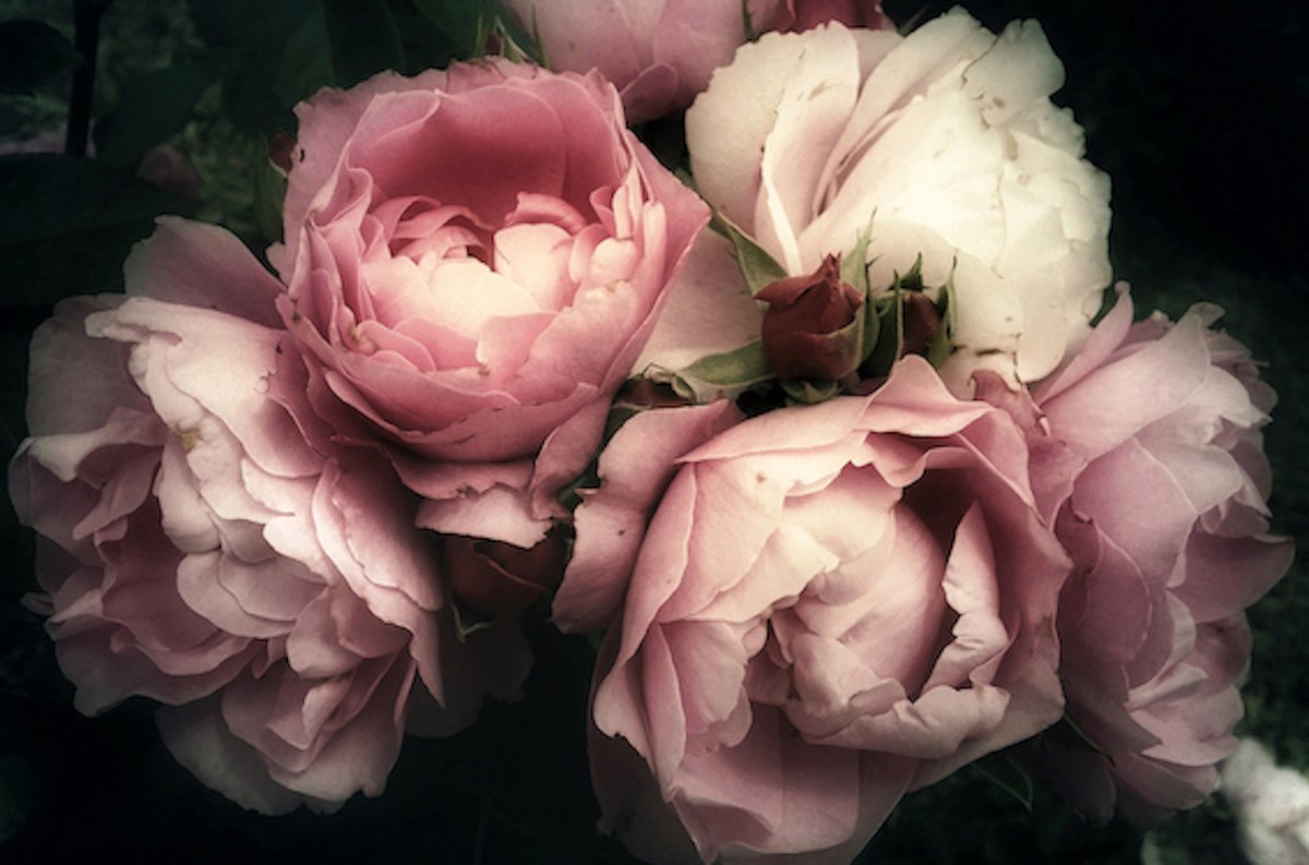 Kristal Helder Galerie kwaliteit Plexiglas 5mm.- Blind Aluminium Ophang-frame- Fotokunst 'Pioen Roses' - luxe wanddecoratie- Akoestisch en UV Werend- inclusief verzending