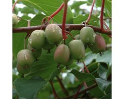Actinidia arguta 'Weiki' (mnl) - Kiwibes, baby kiwi, kiwiberry 50-60 cm in pot