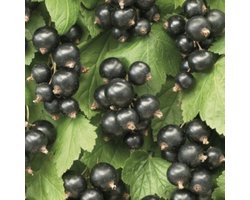 Ribes nigr. 'Ben Nevis' - Zwarte bes, struik in pot