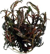 Hygrophila Pinnatifida 100cc cup - Aquariumplanten InVitro - Aquarium decoratie - Moerings