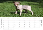 Kalender 2024 - American Hairless Terrier - 35x24cm - 300gms - Spiraalgebonden - Inclusief ophanghaak