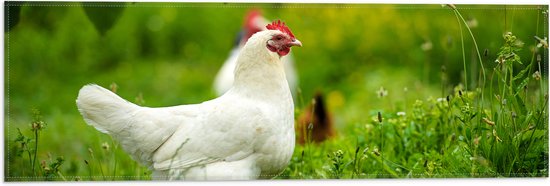 Vlag - Witte kip staat buiten in het gras - 60x20 cm Foto op Polyester Vlag