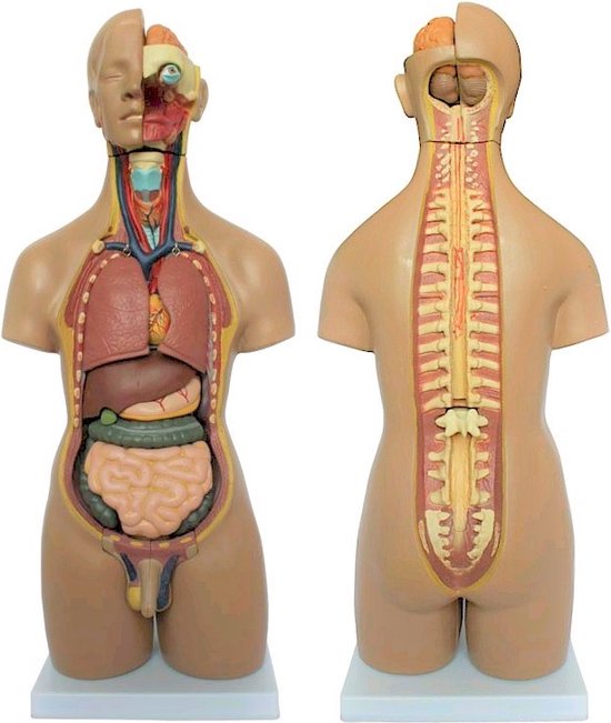 Torso van het menselijk lichaam - 55cm - Anatomie model