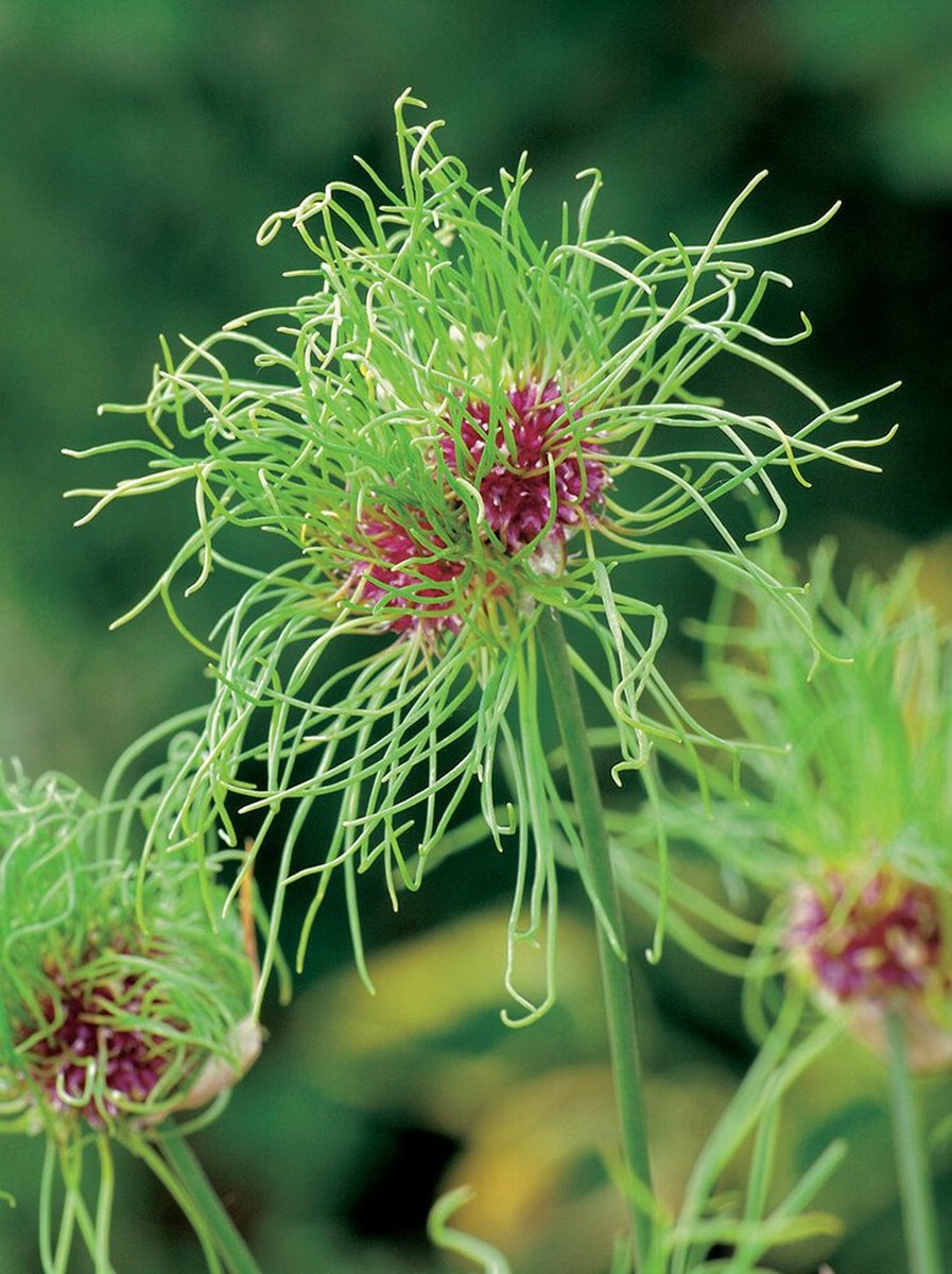 Allium Hair | 25 stuks | Sierui | Alliumbol